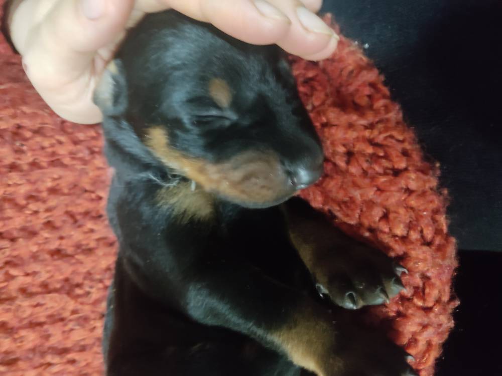 დობერმანი