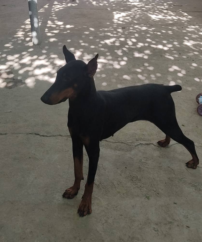 დობერმანი