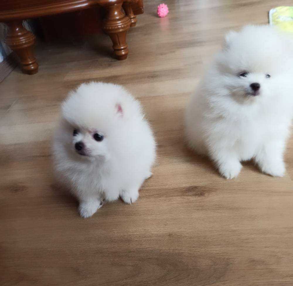 პომერანიანი