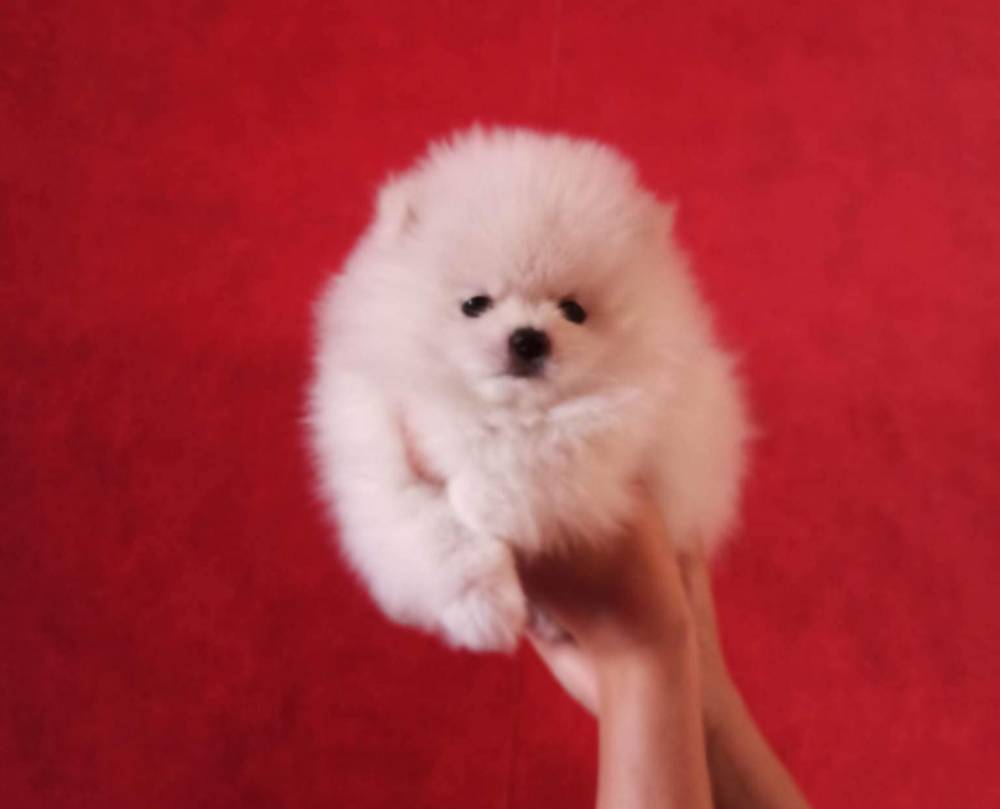 პომერანიანი