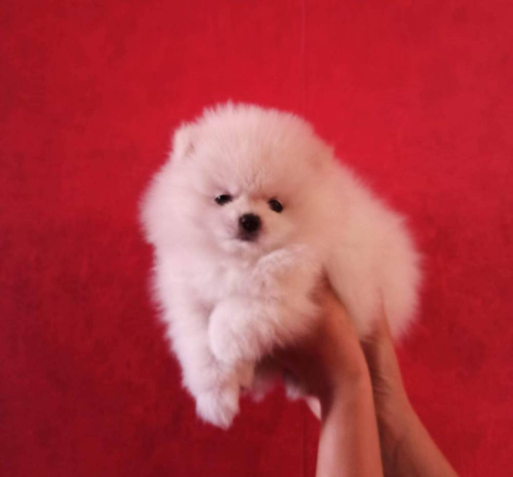 პომერანიანი