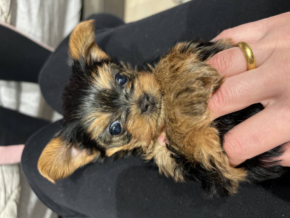 იორკშირ-ტერიერი