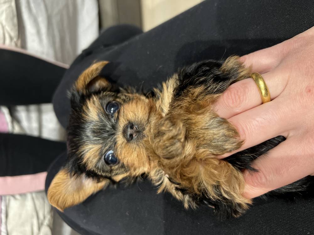 იორკშირ-ტერიერი