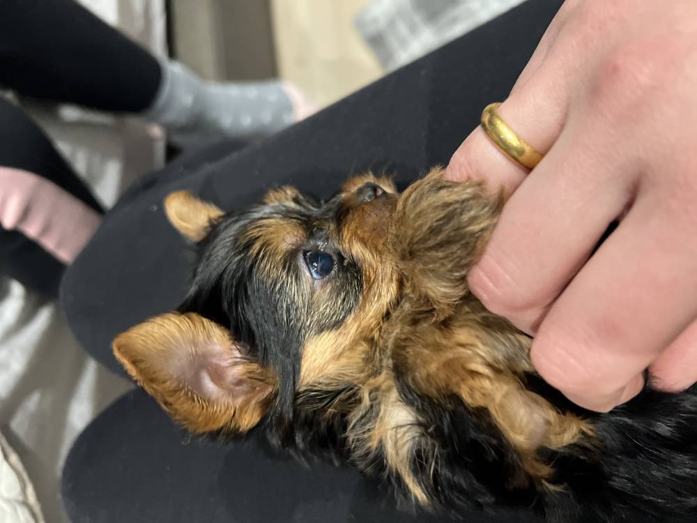 იორკშირ-ტერიერი