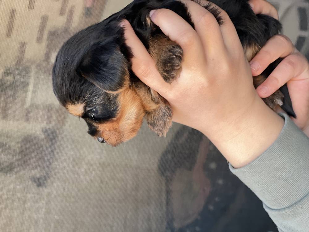 იორკშირ-ტერიერი