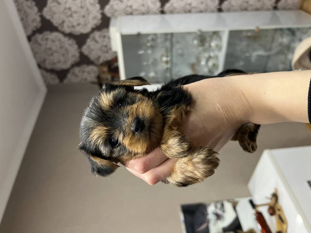 იორკშირ-ტერიერი