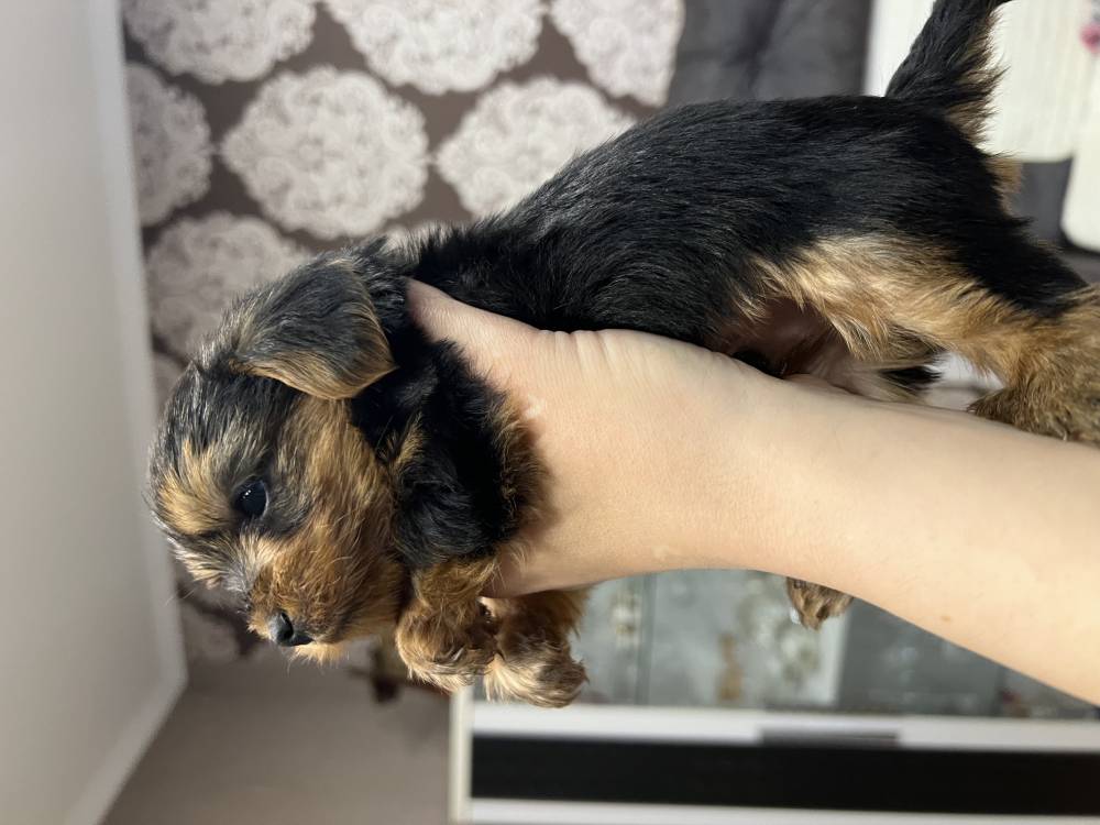 იორკშირ-ტერიერი