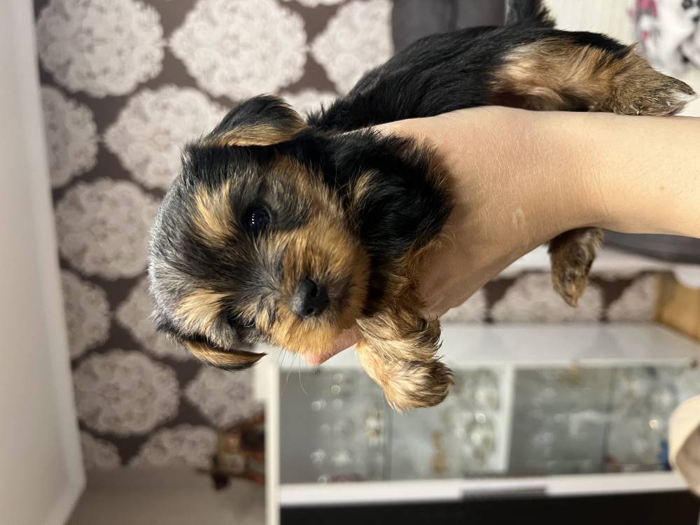 იორკშირ-ტერიერი