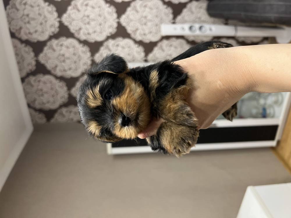 იორკშირ-ტერიერი