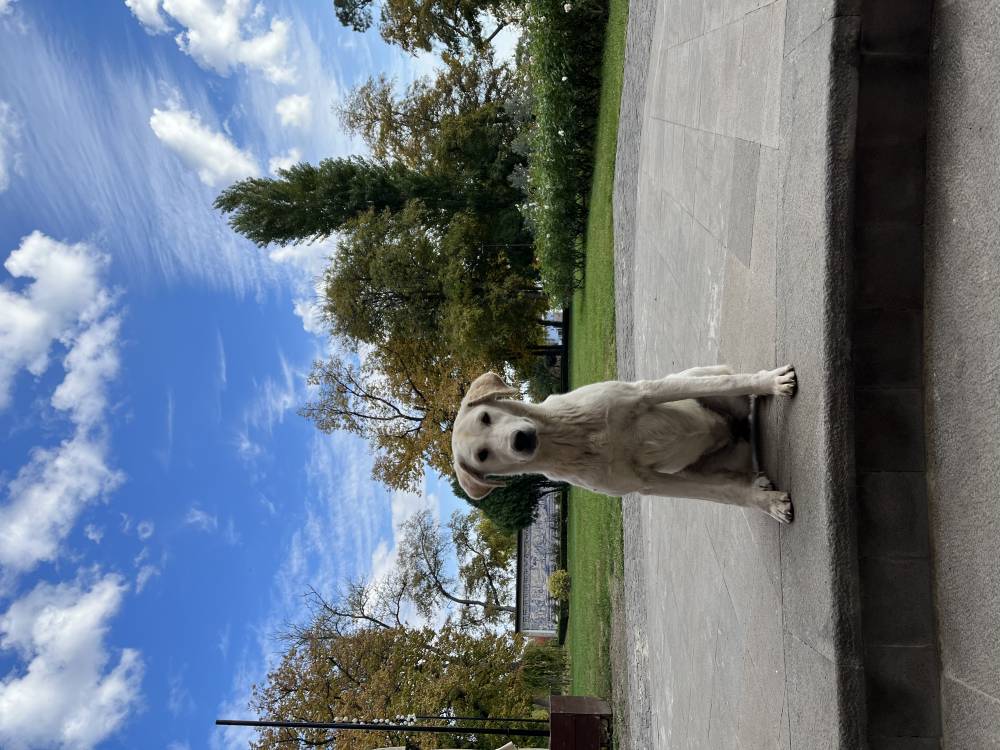 მეტისი ❤️