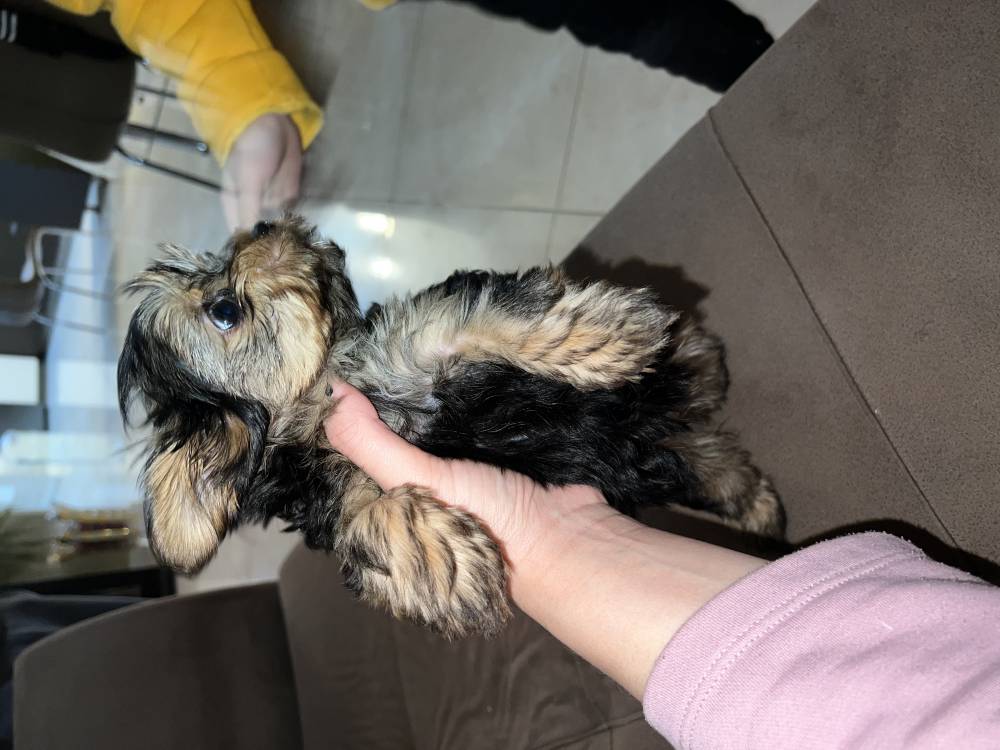 იორკშირ-ტერიერი