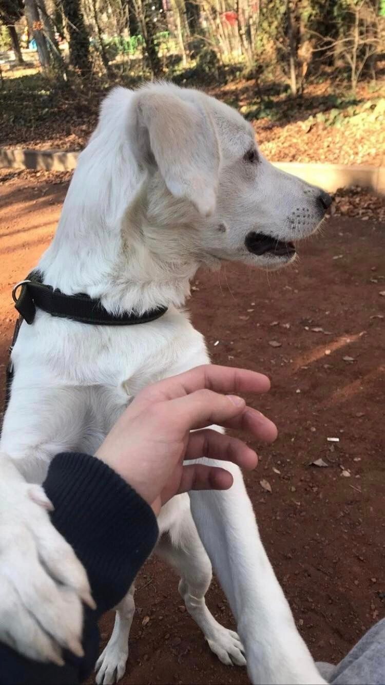 მეტისი ❤️