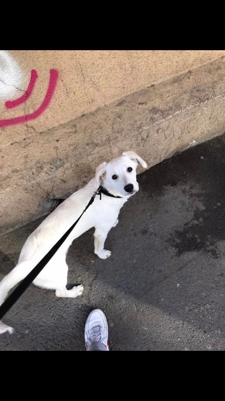 მეტისი ❤️