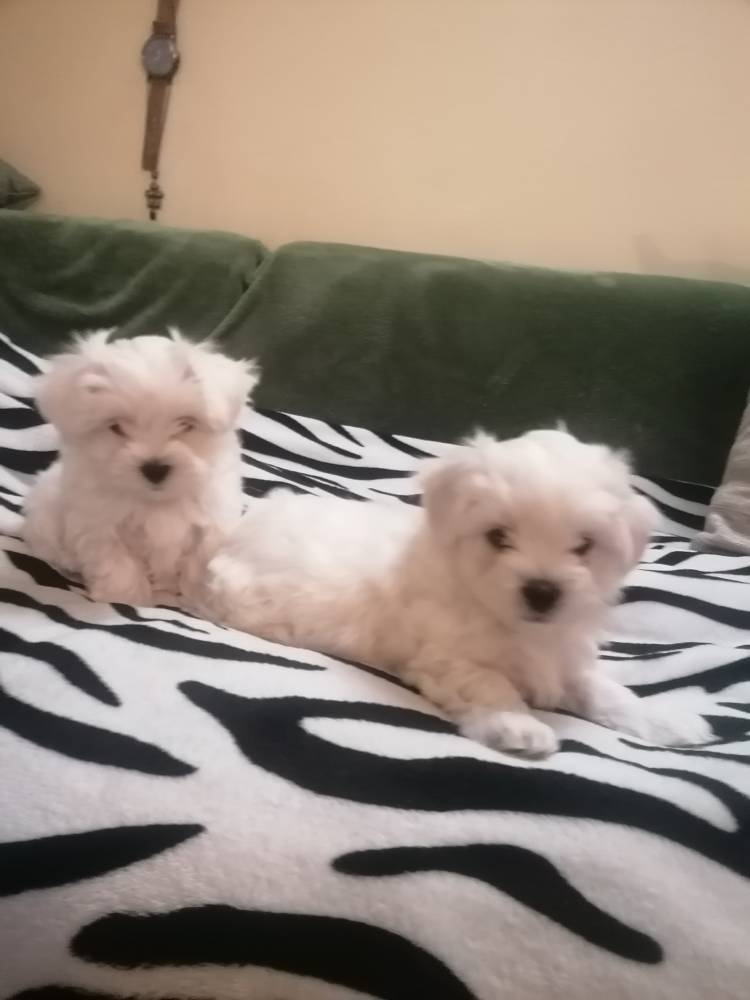 მალტეზე