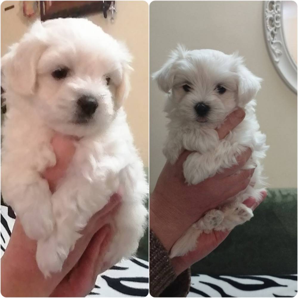 მალტეზე