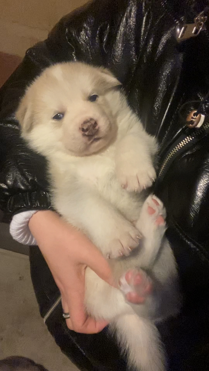 ციმბირული ჰასკი