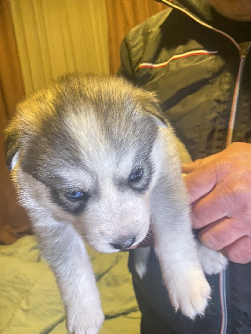 ციმბირული ჰასკი