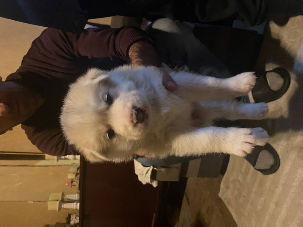 ციმბირული ჰასკი