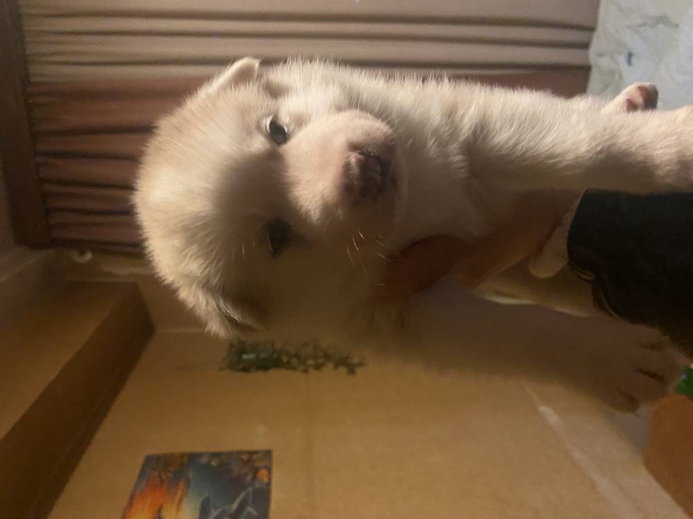 ციმბირული ჰასკი