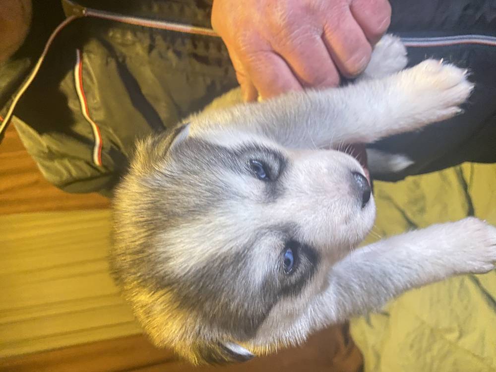 ციმბირული ჰასკი