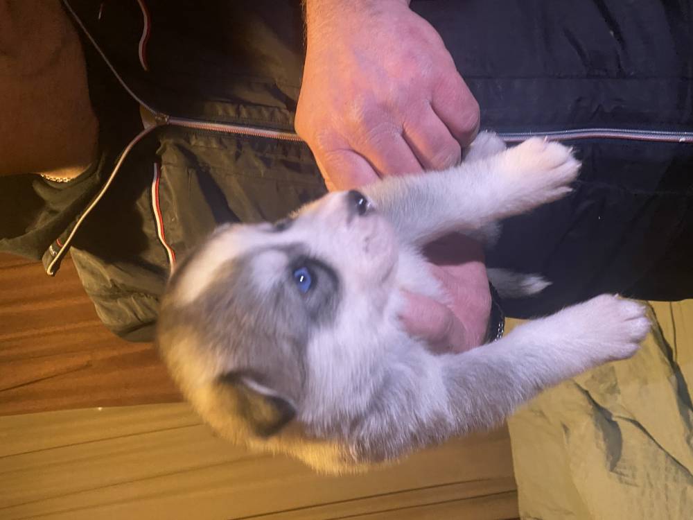 ციმბირული ჰასკი