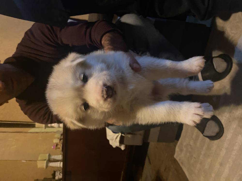 ციმბირული ჰასკი