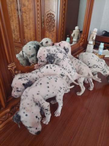 დალმატინელი