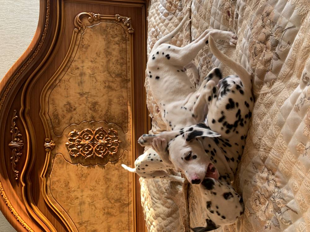 დალმატინელი