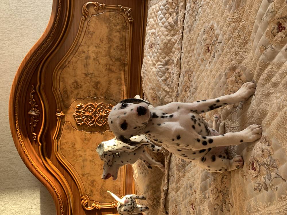 დალმატინელი