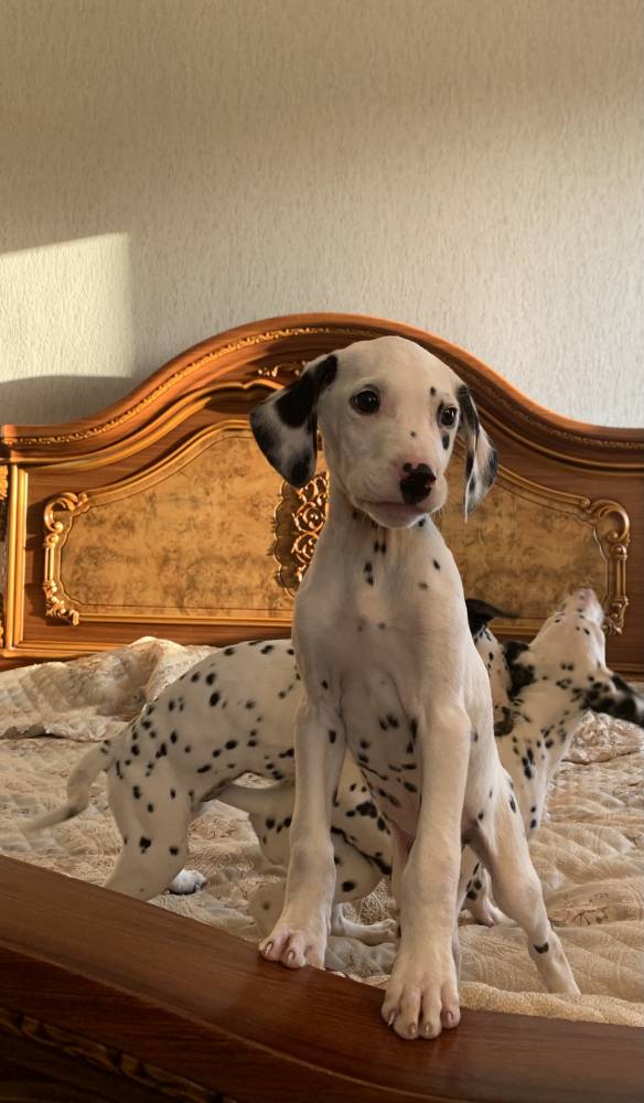 დალმატინელი