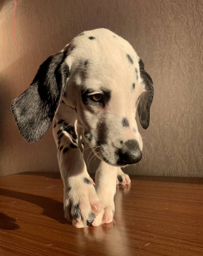 დალმატინელი