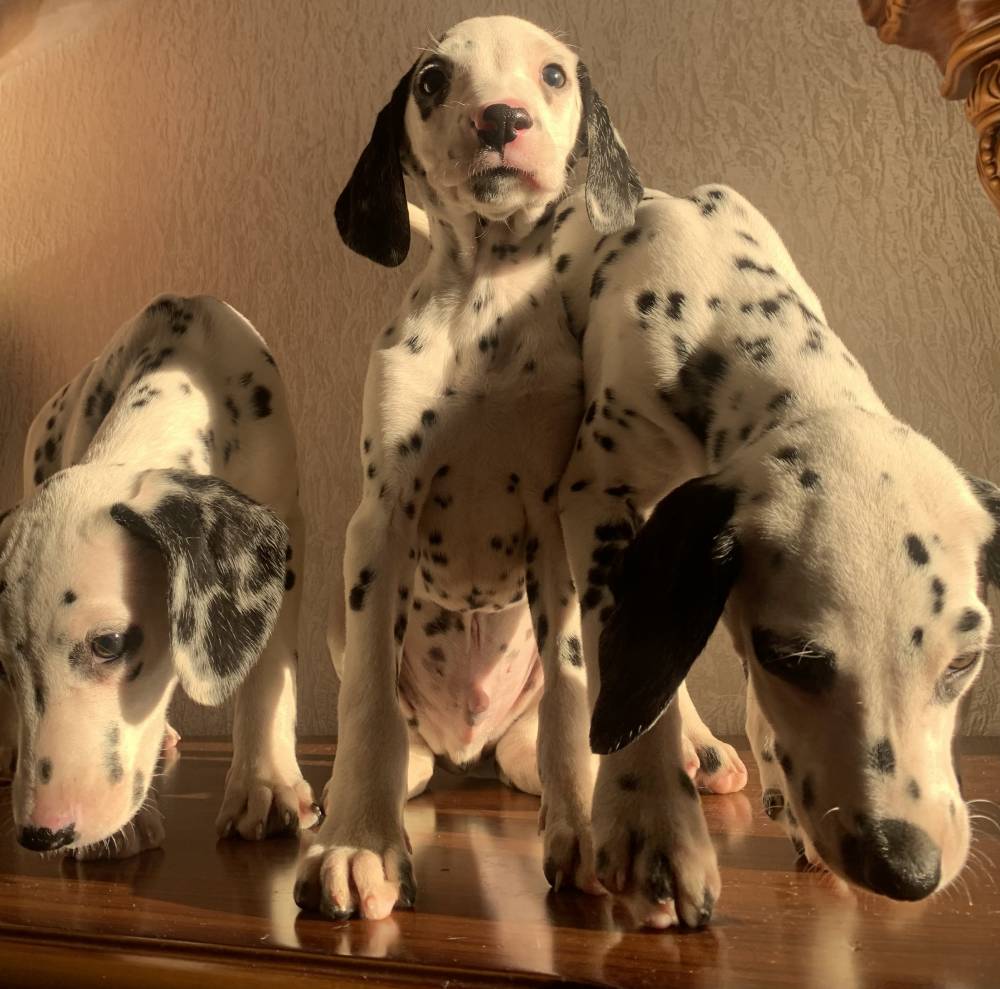 დალმატინელი