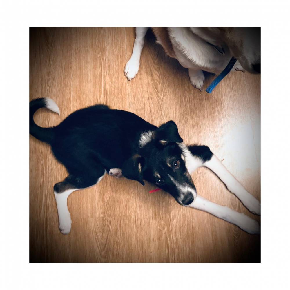 მეტისი ❤️