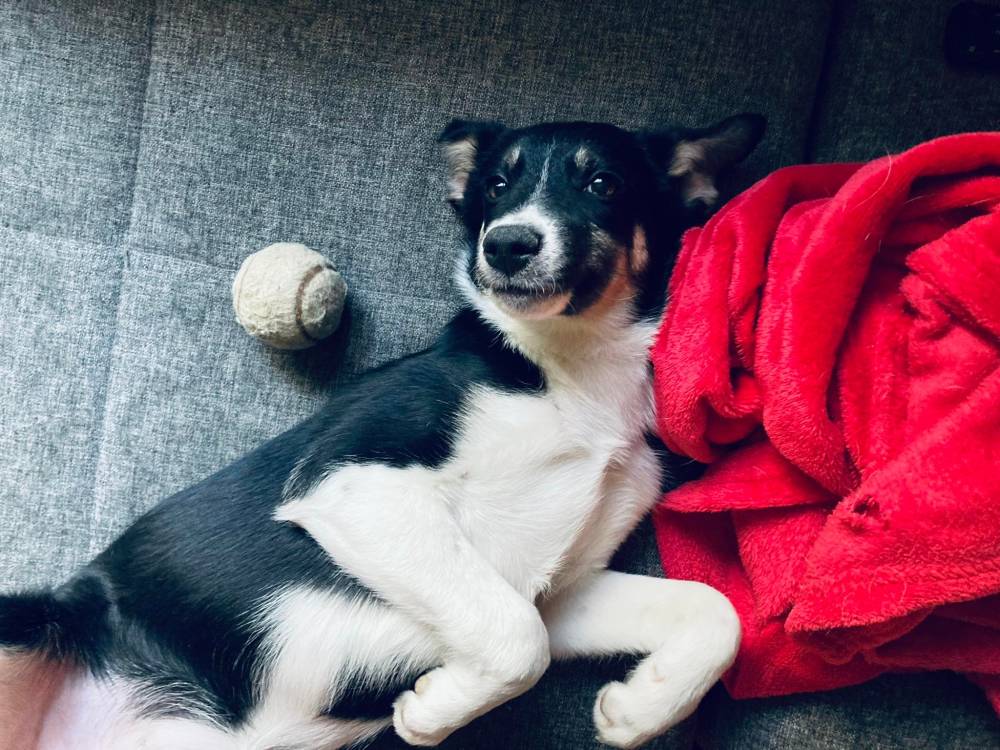 მეტისი ❤️