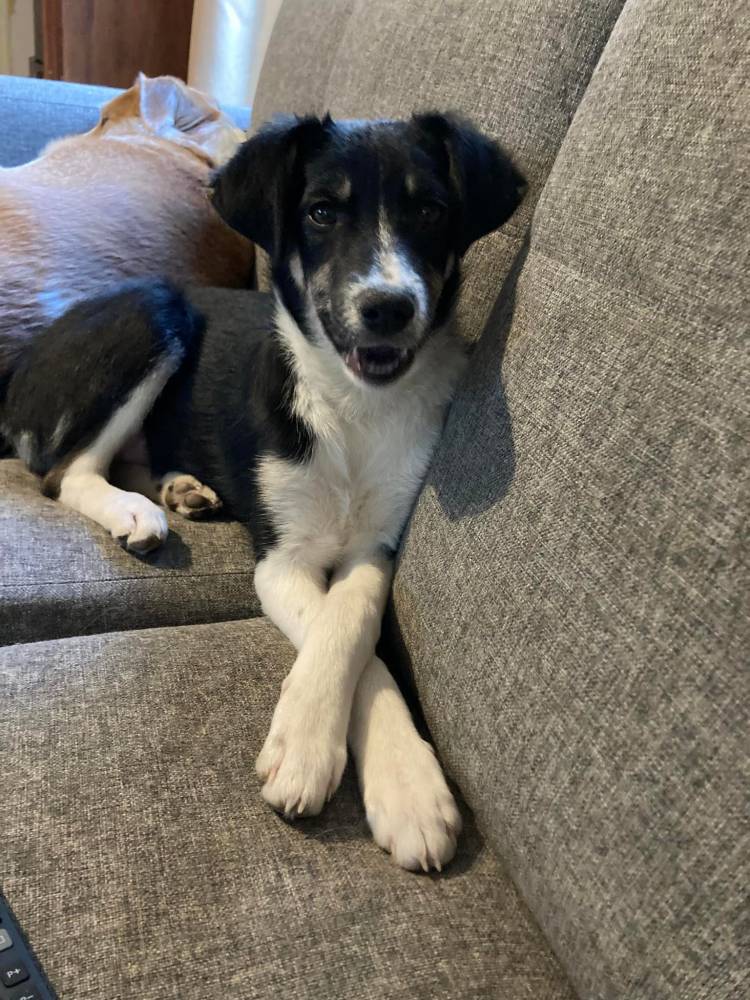 მეტისი ❤️