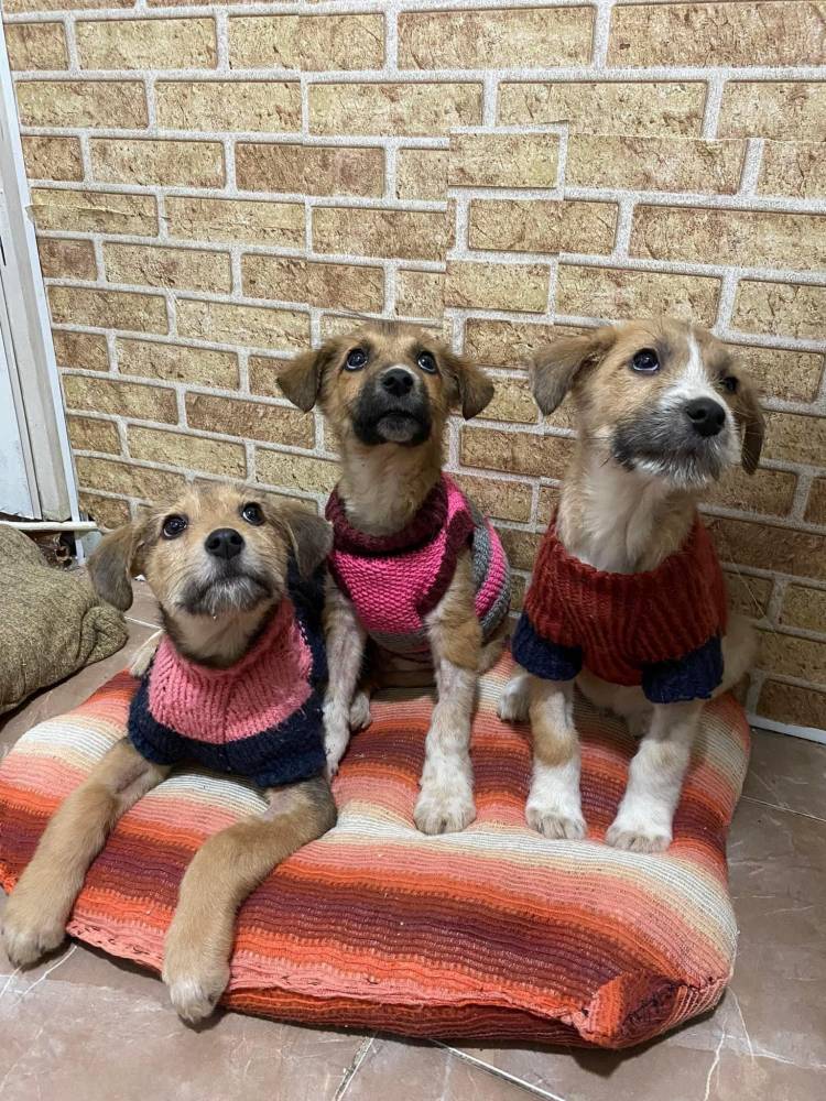 მეტისი ❤️