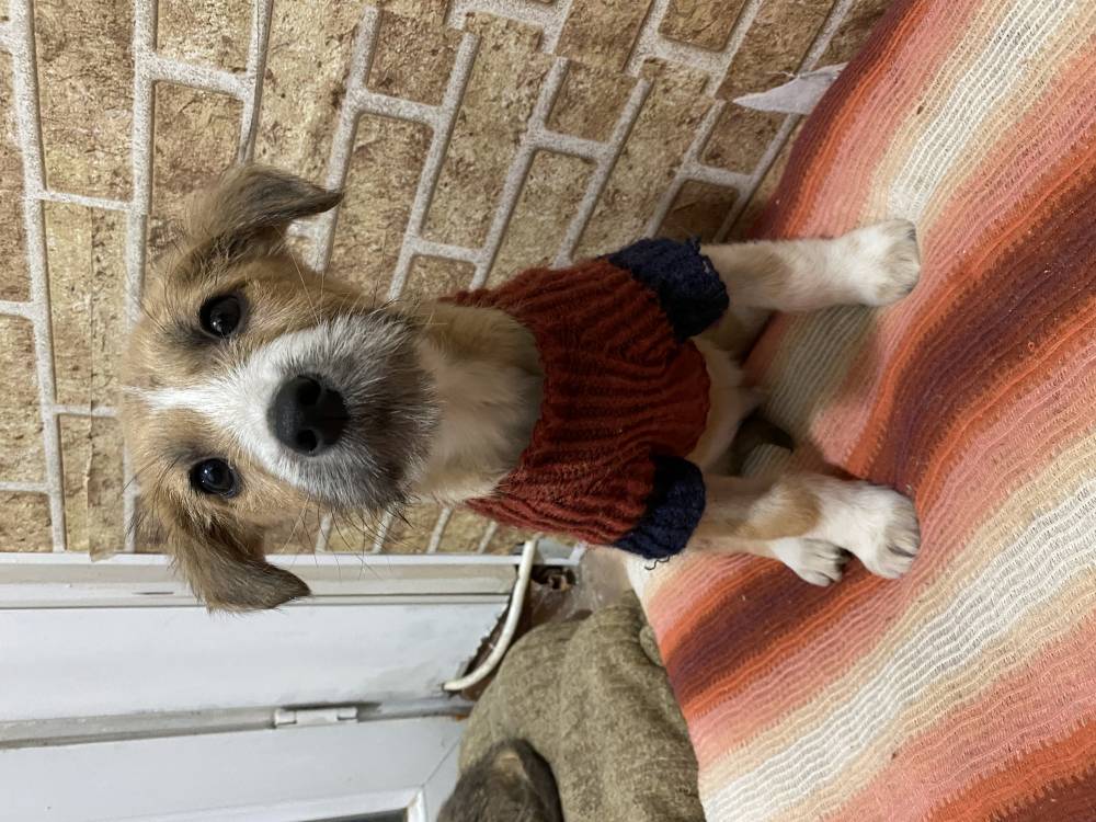 მეტისი ❤️