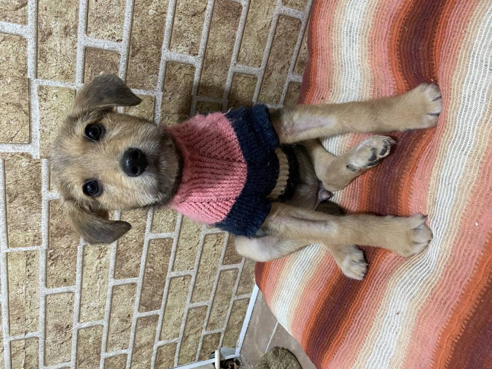 მეტისი ❤️