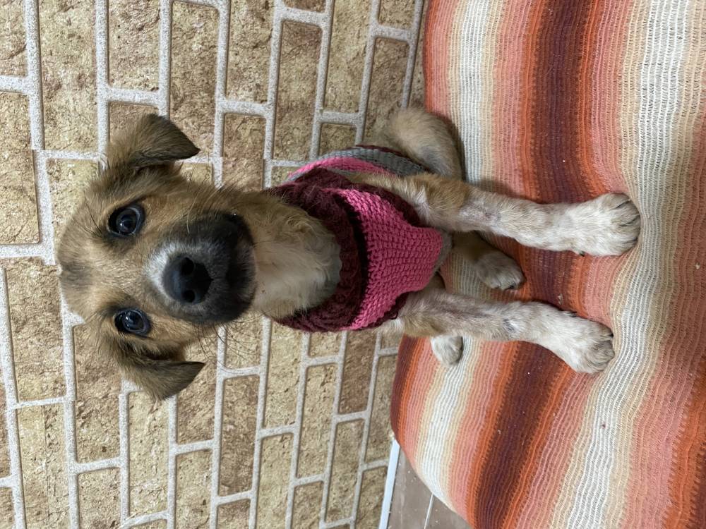 მეტისი ❤️