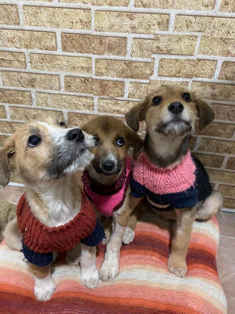 მეტისი ❤️