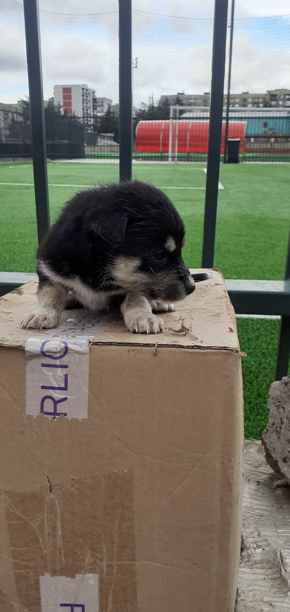 მეტისი ❤️