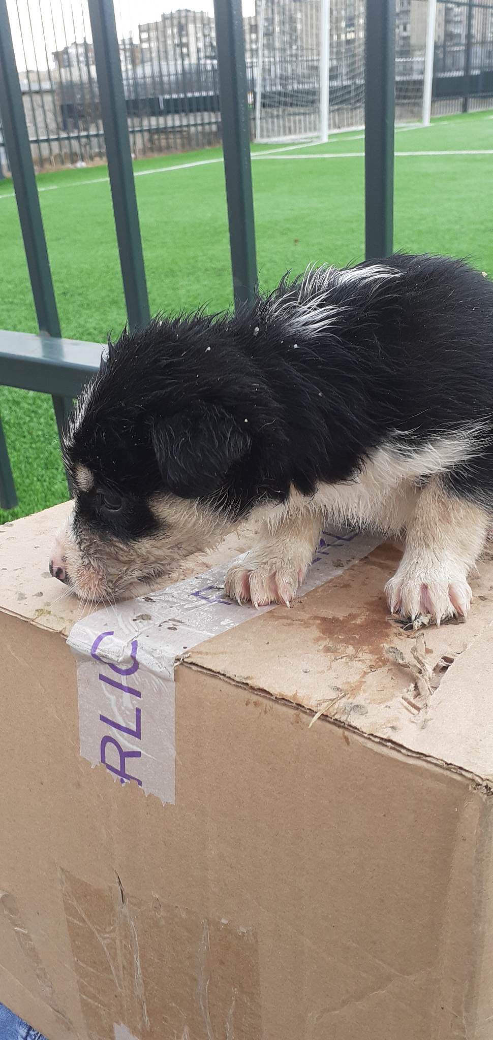 მეტისი ❤️