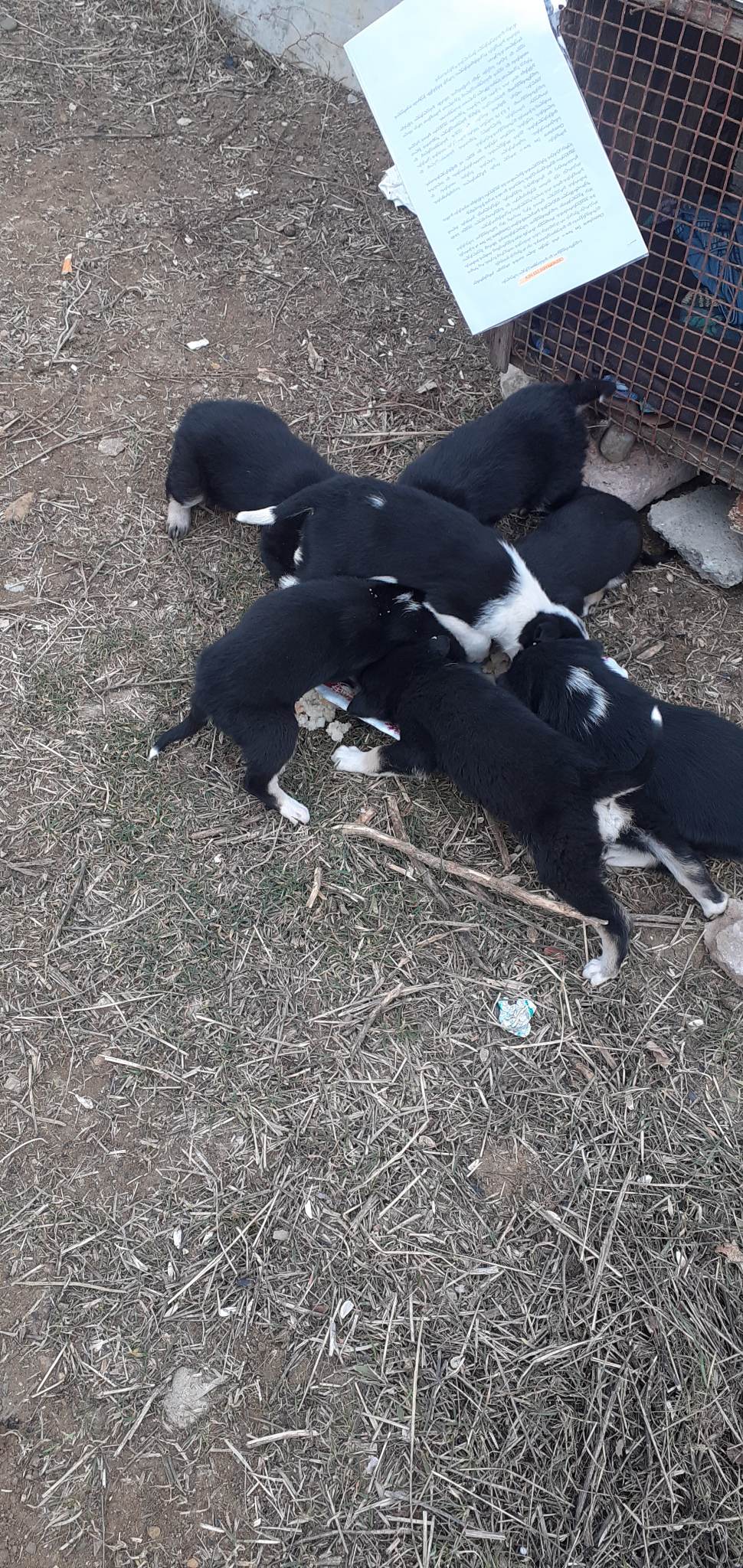 მეტისი ❤️