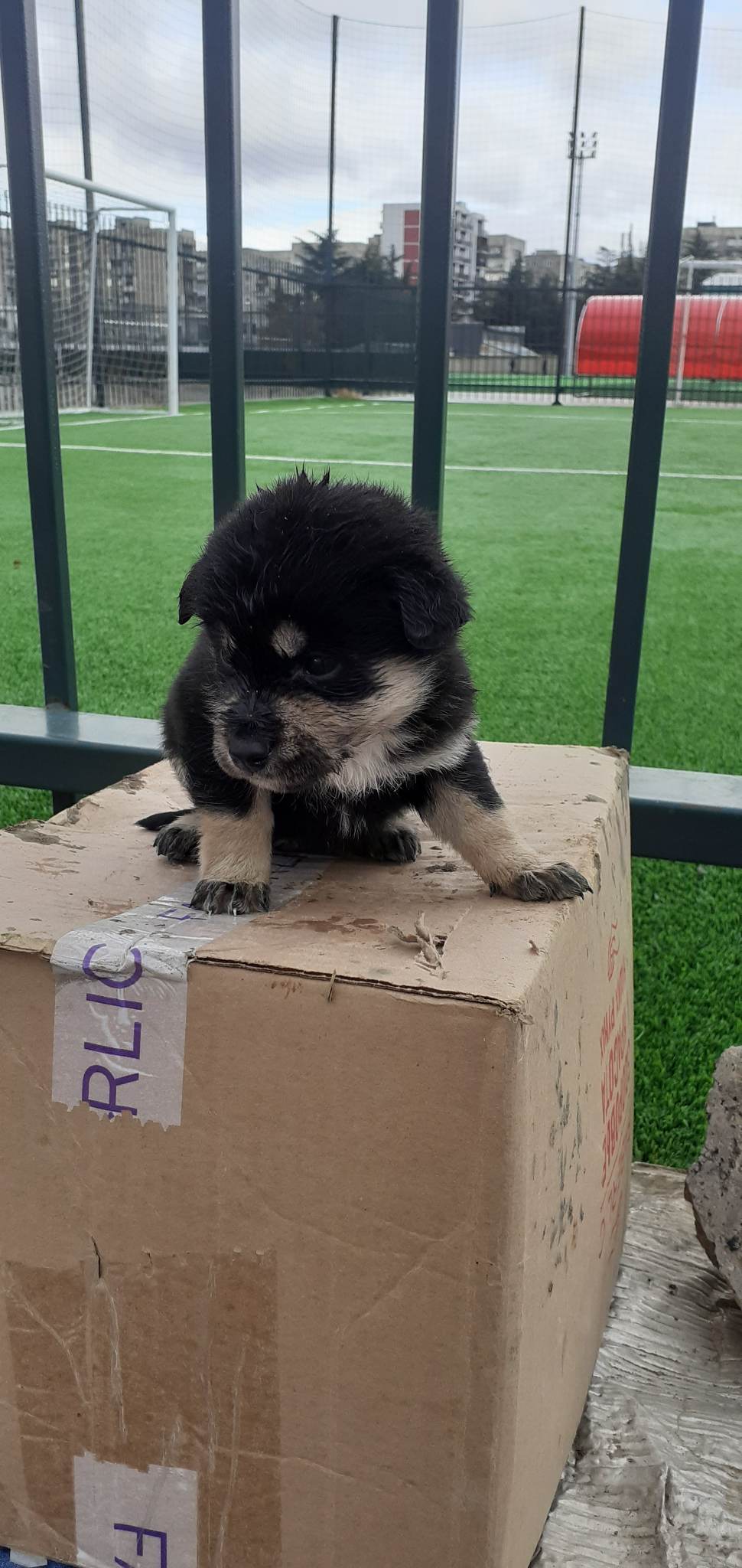 მეტისი ❤️