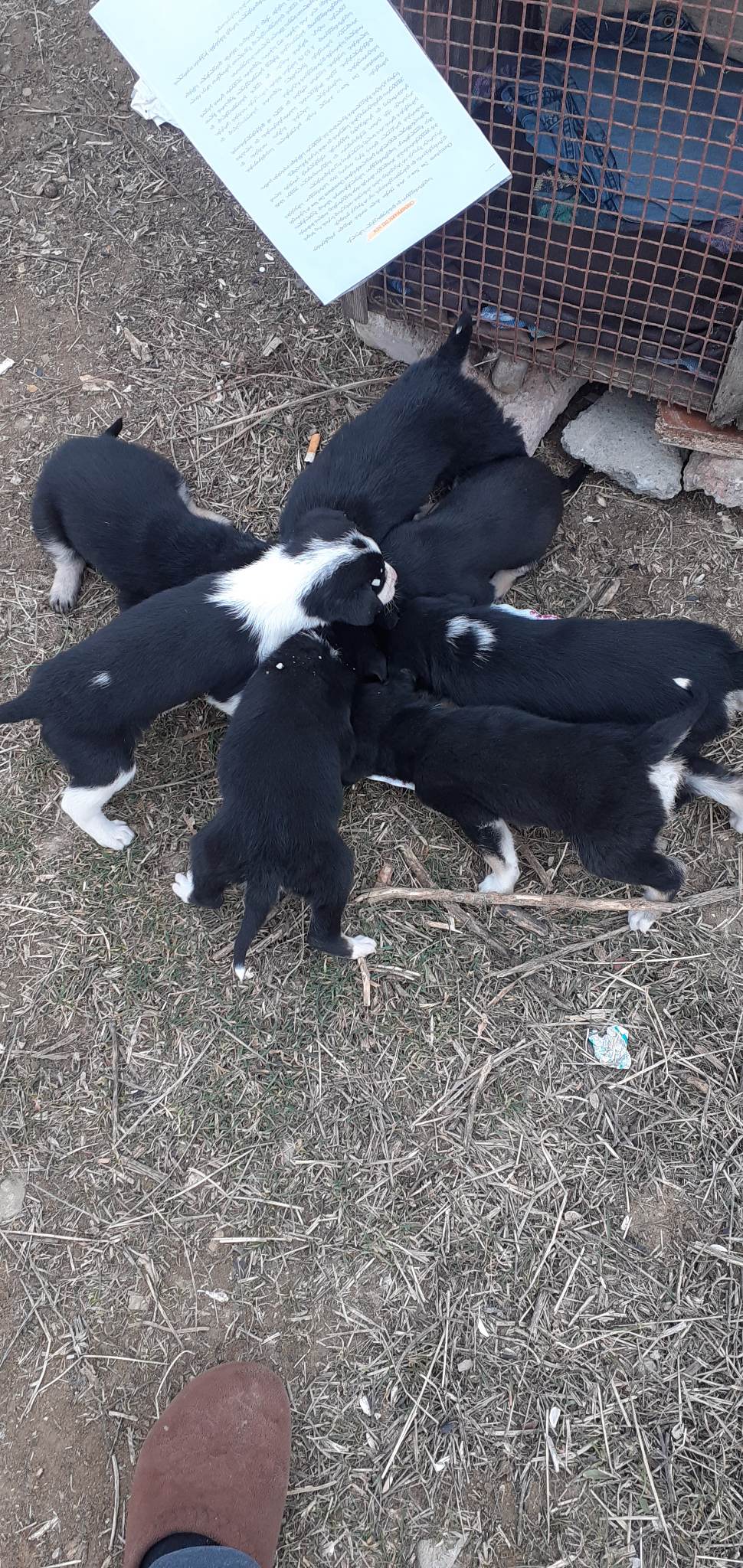 მეტისი ❤️