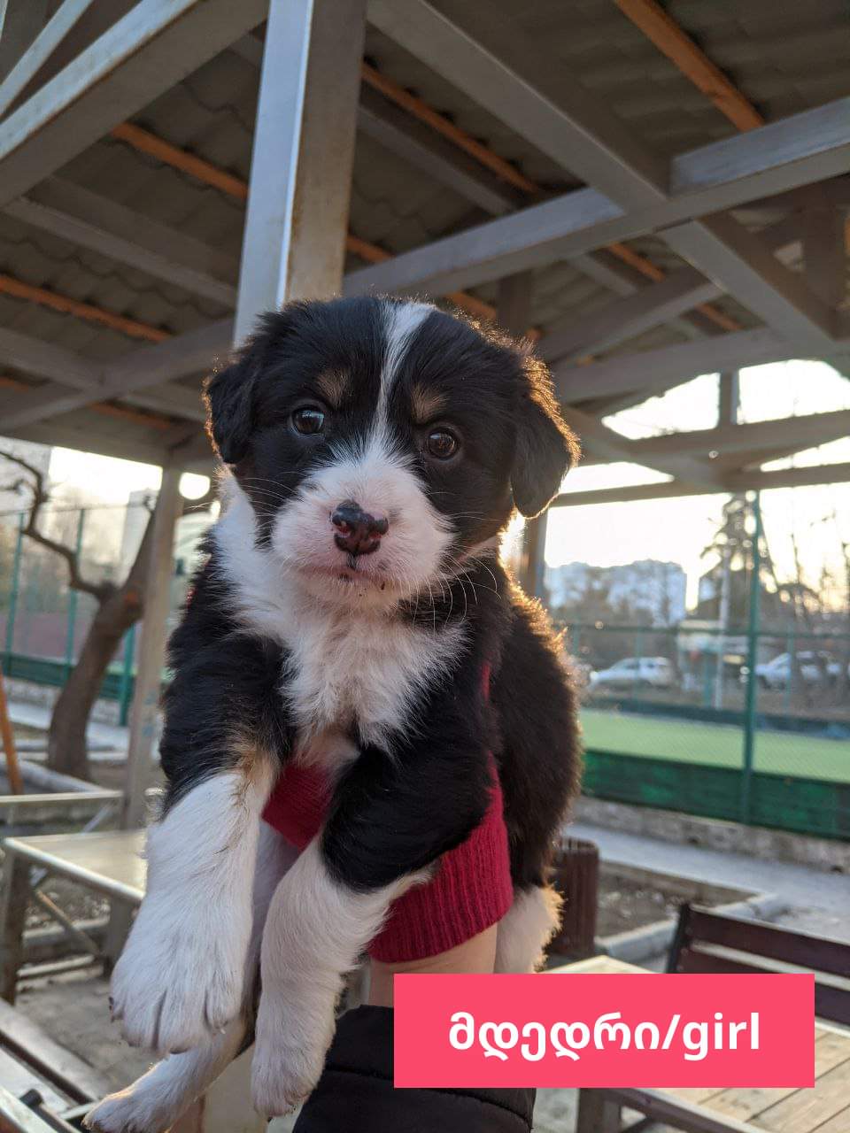 მეტისი ❤️