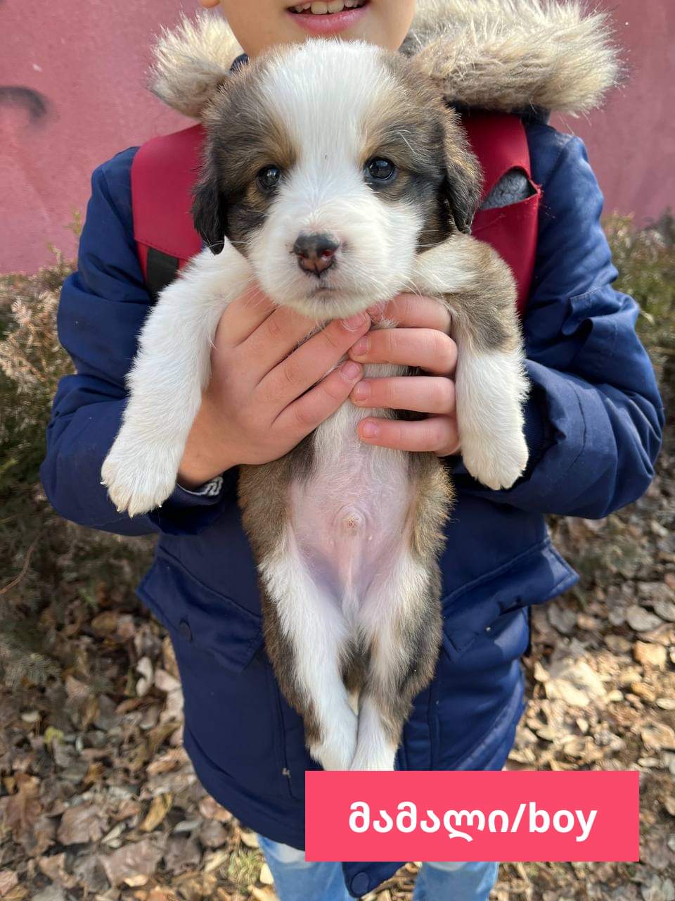 მეტისი ❤️