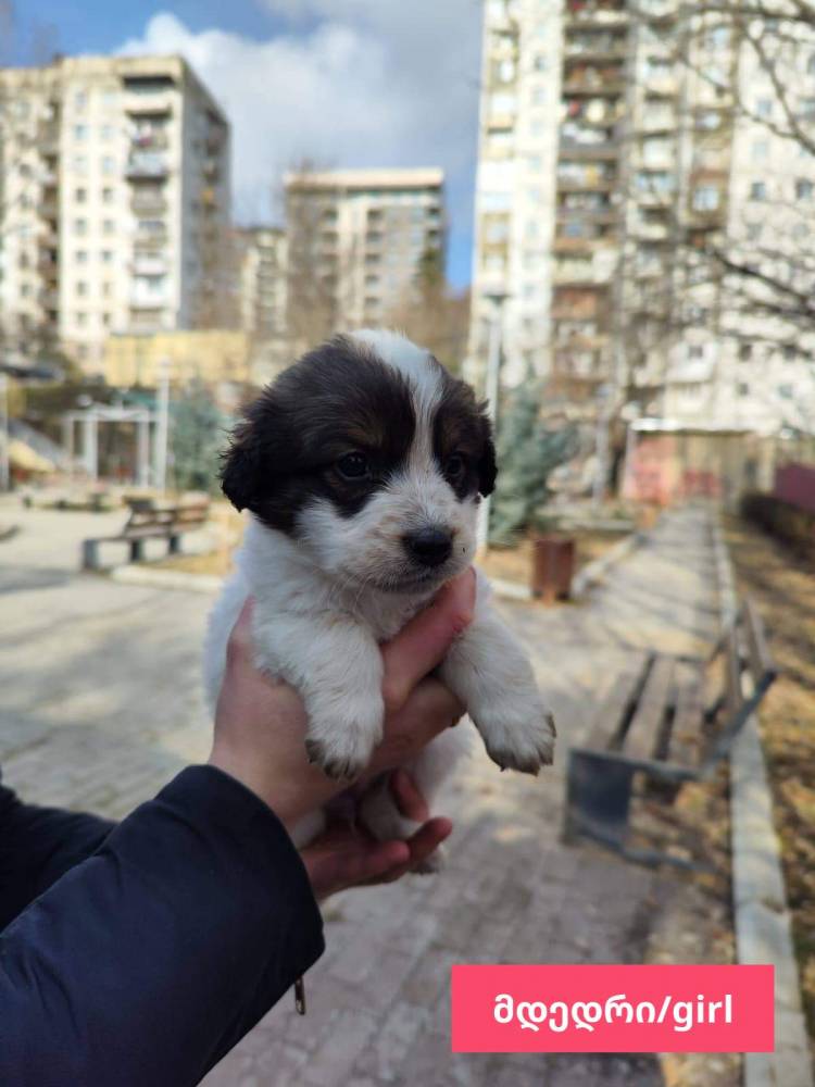 მეტისი ❤️