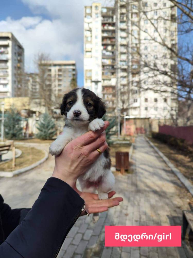 მეტისი ❤️