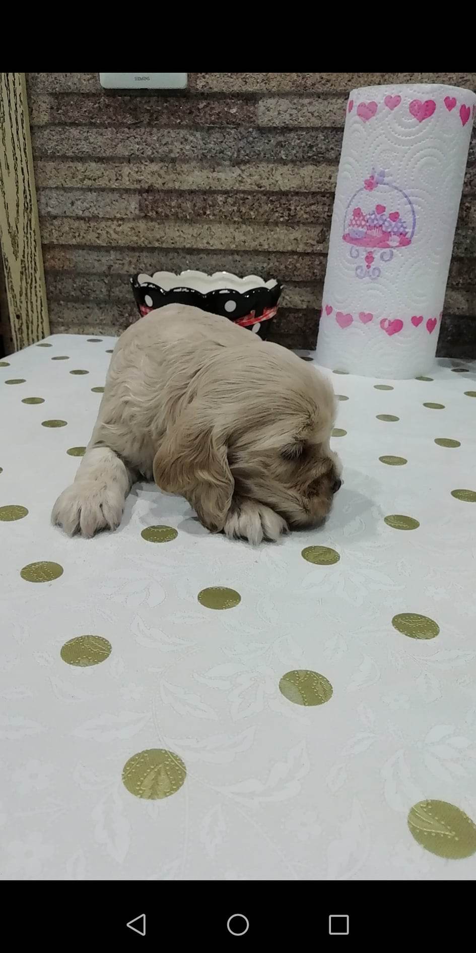 ინგლისური კოკერ სპანიელი